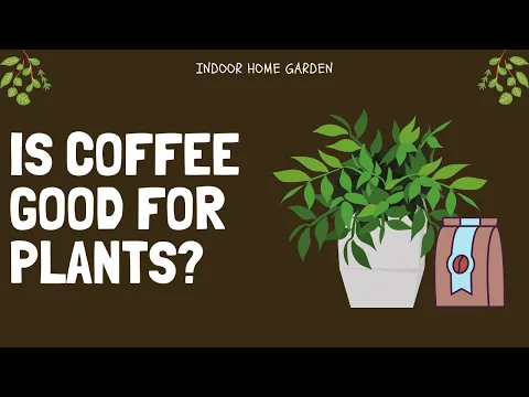 Are Coffee Grounds Good For Plants?