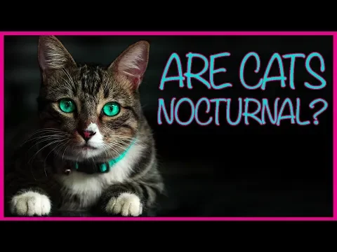 🐱ARE CATS NOCTURNAL?🌙