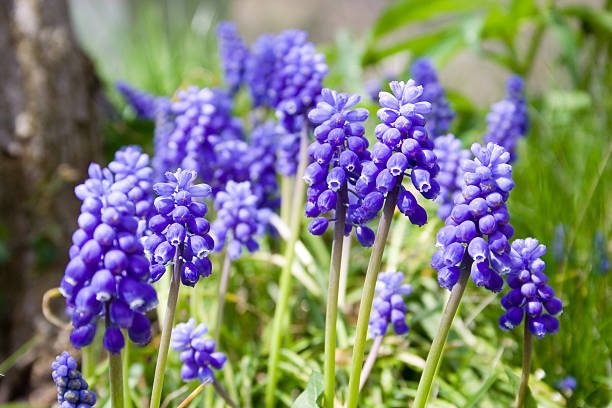 Are Hyacinth Flowers Poisonous to Humans?