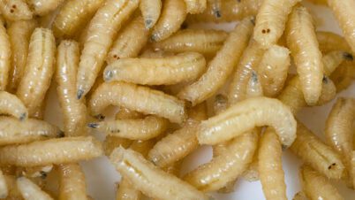 Are Maggots Attracted to Water?