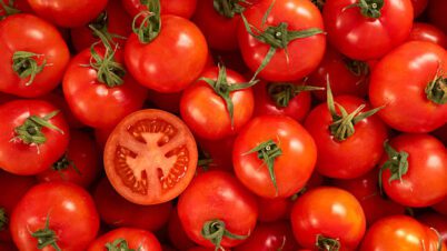 Are Midwest Tomatoes Sweeter than California?