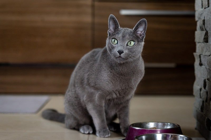 Can Cats Eat Cornstarch? [Benefits/Risks To Know]