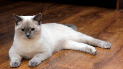 Lilac Pointed Siamese Cat