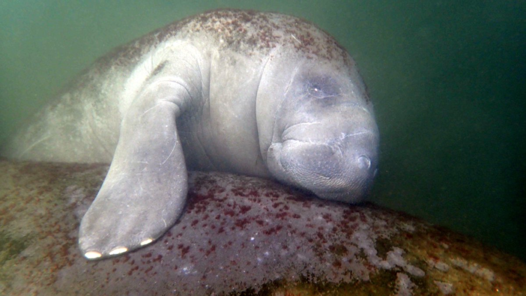 Why Do Manatees Have Nails? An In-Depth Look at These Curious Traits