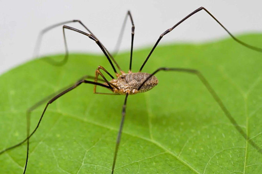 Are Daddy Long Legs Spiders?