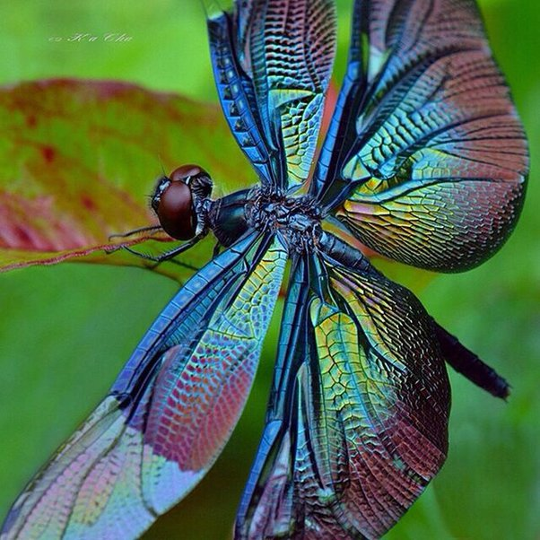 Are Dragonflies Good Luck?