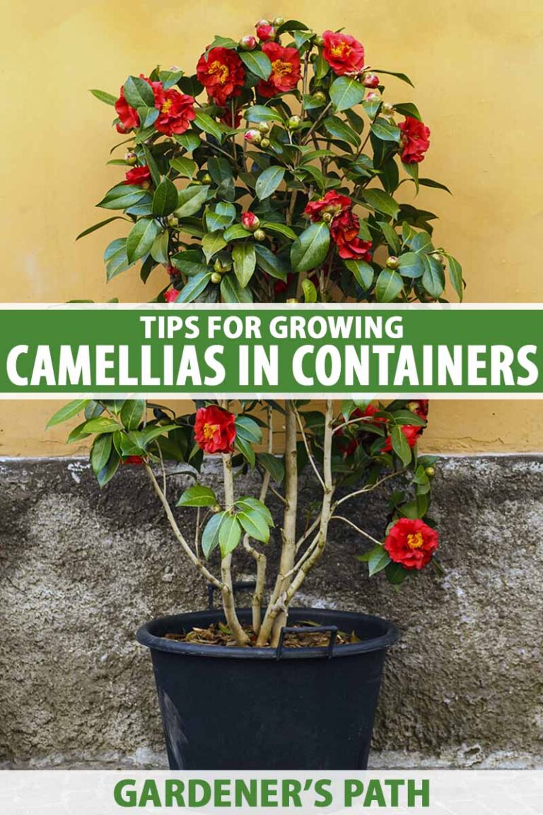 What Type of Soil Do Camellias Like?