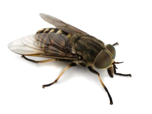 When Should You Go to the Doctor for a Horse Fly Bite?