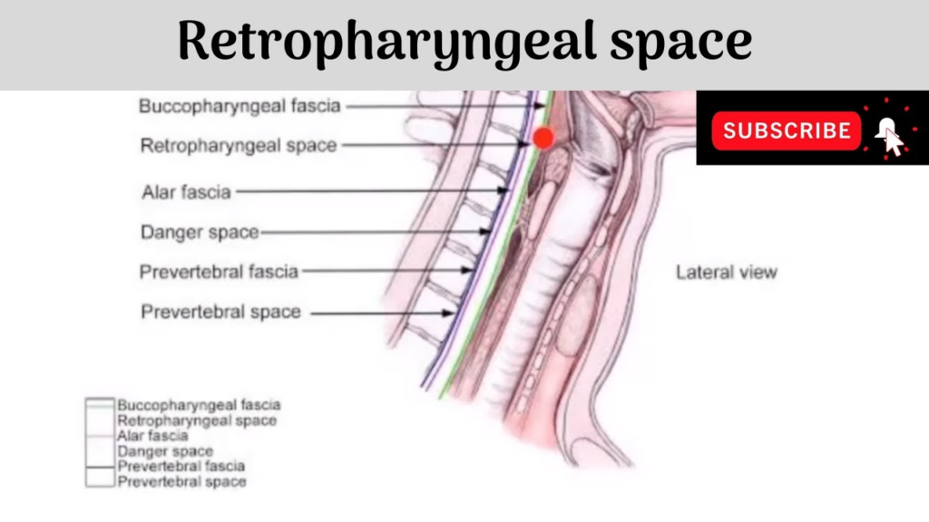 Where Are the Retropharyngeal Lymph Nodes Located??