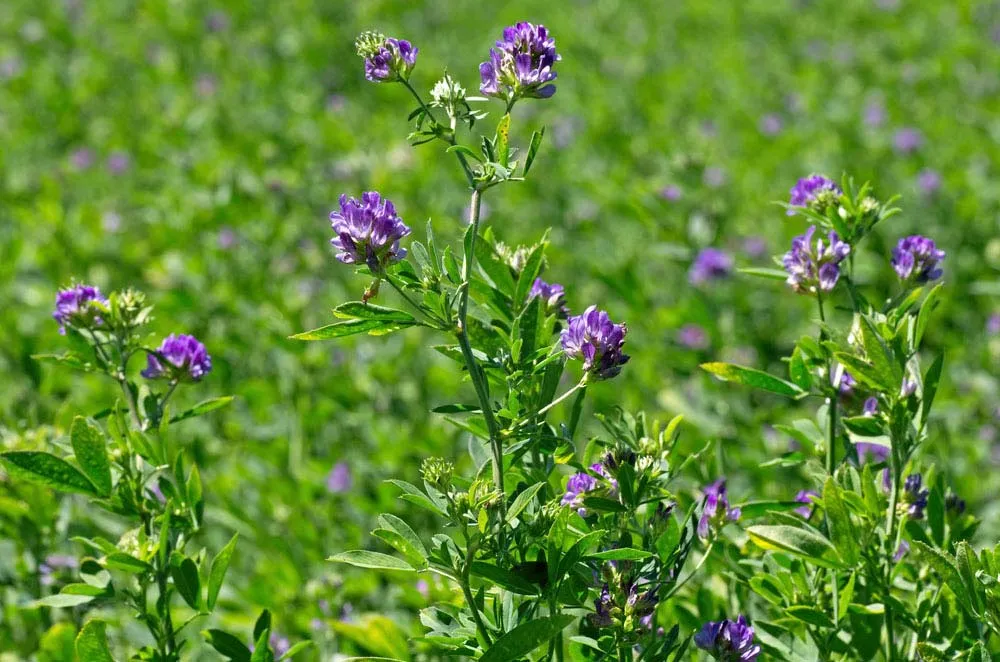 What Is the Purpose of Alfalfa?